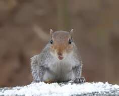 Image of Jungle Palm Squirrel