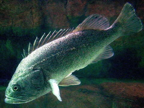 Image of Korean rockfish