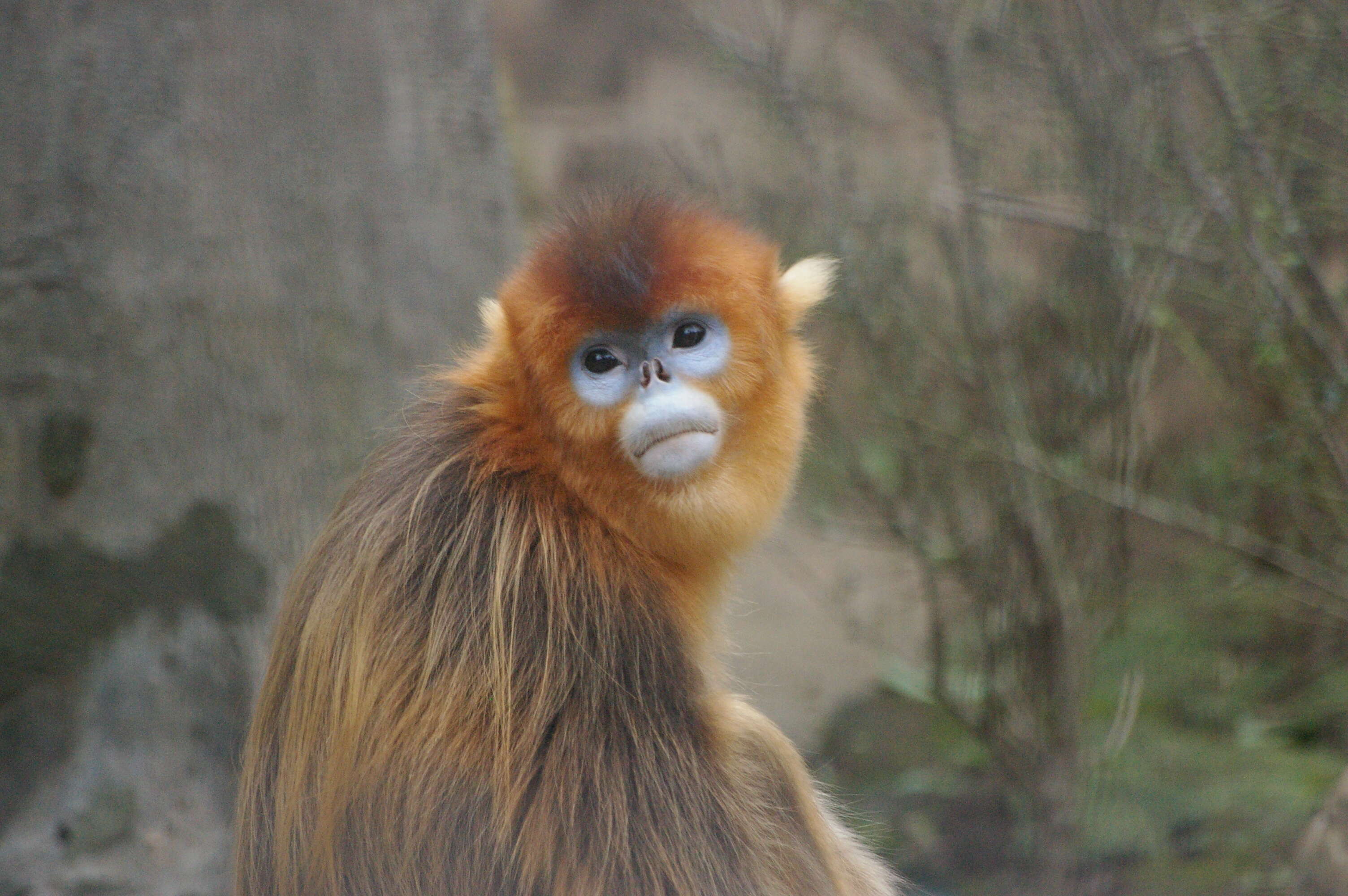 Image of Golden Snub-nosed Monkey