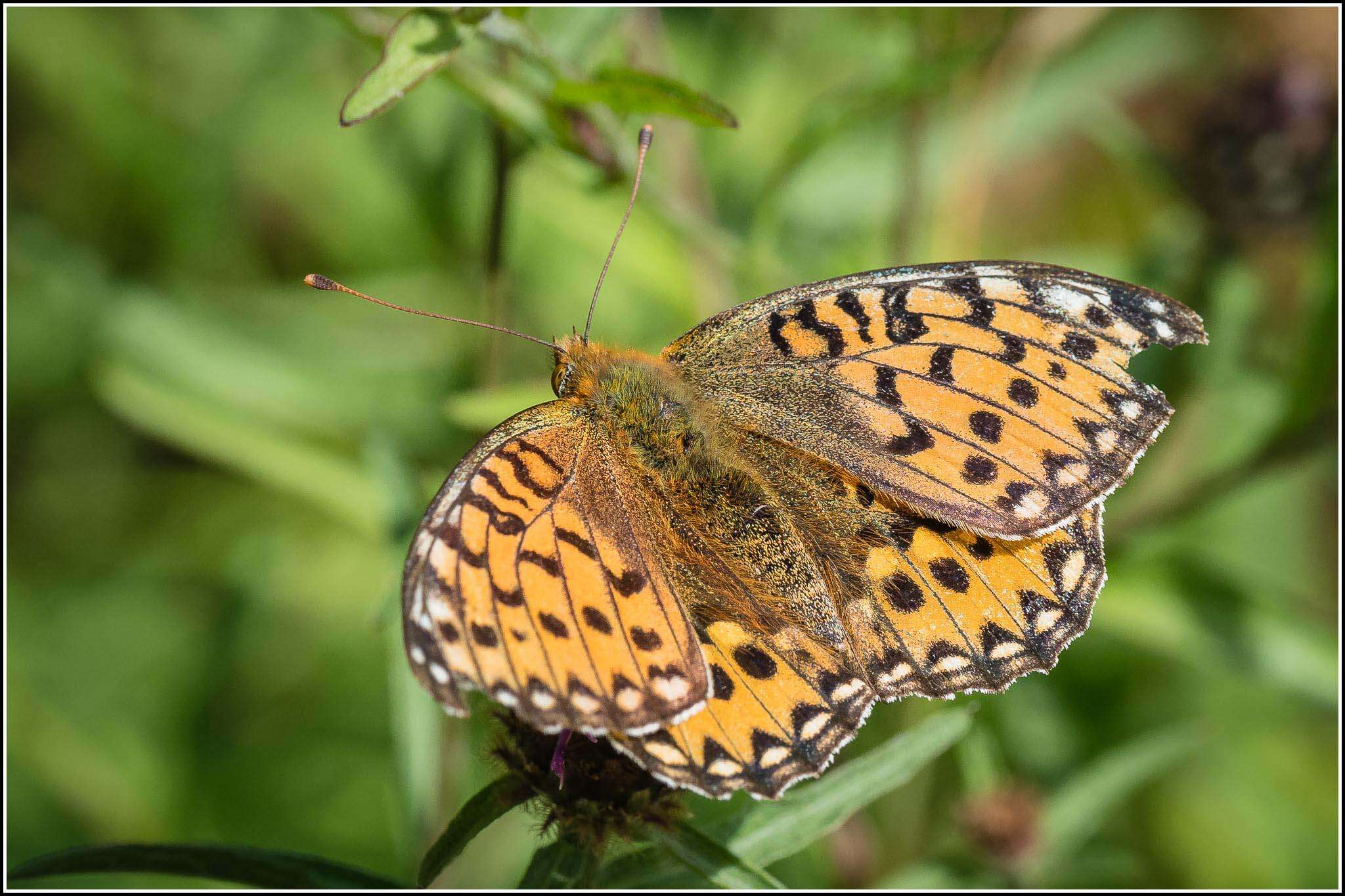 Image of Speyeria aglaja