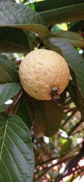 Image of guava