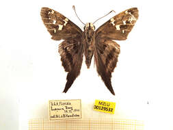 Image of Long-tailed Skipper