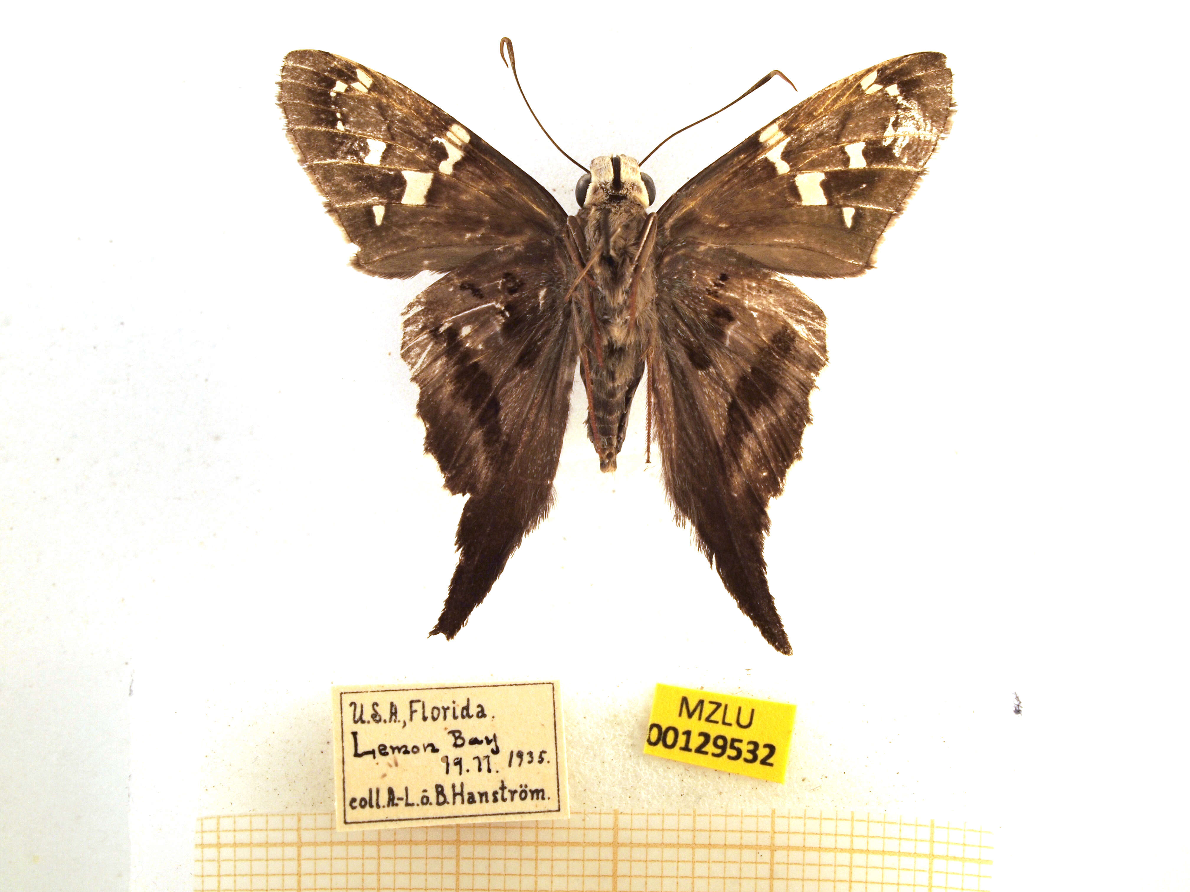 Image of Long-tailed Skipper