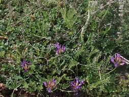 Image of Astragalus danicus Retz.