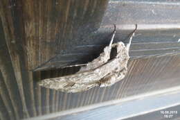 Image of convolvulus hawk moth