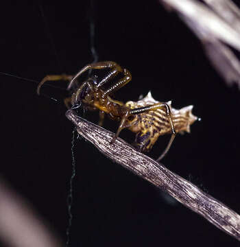 Image of Spined Micrathena