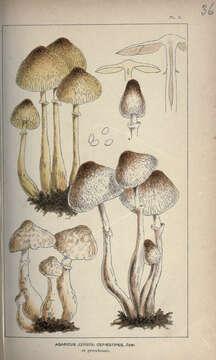 Image of Leucocoprinus