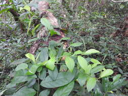 Image of Pothos