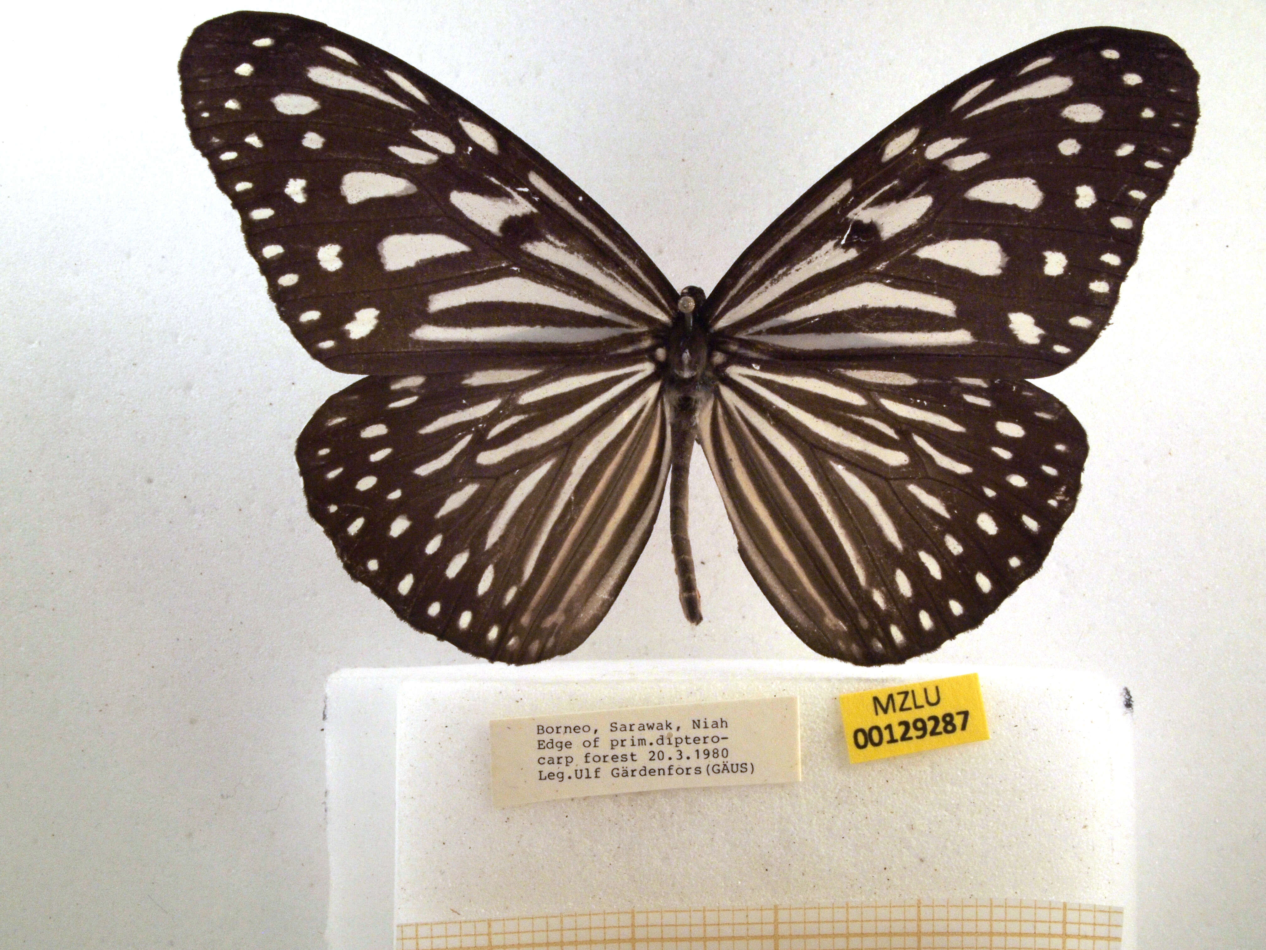 Image of Ideopsis vulgaris Butler 1874