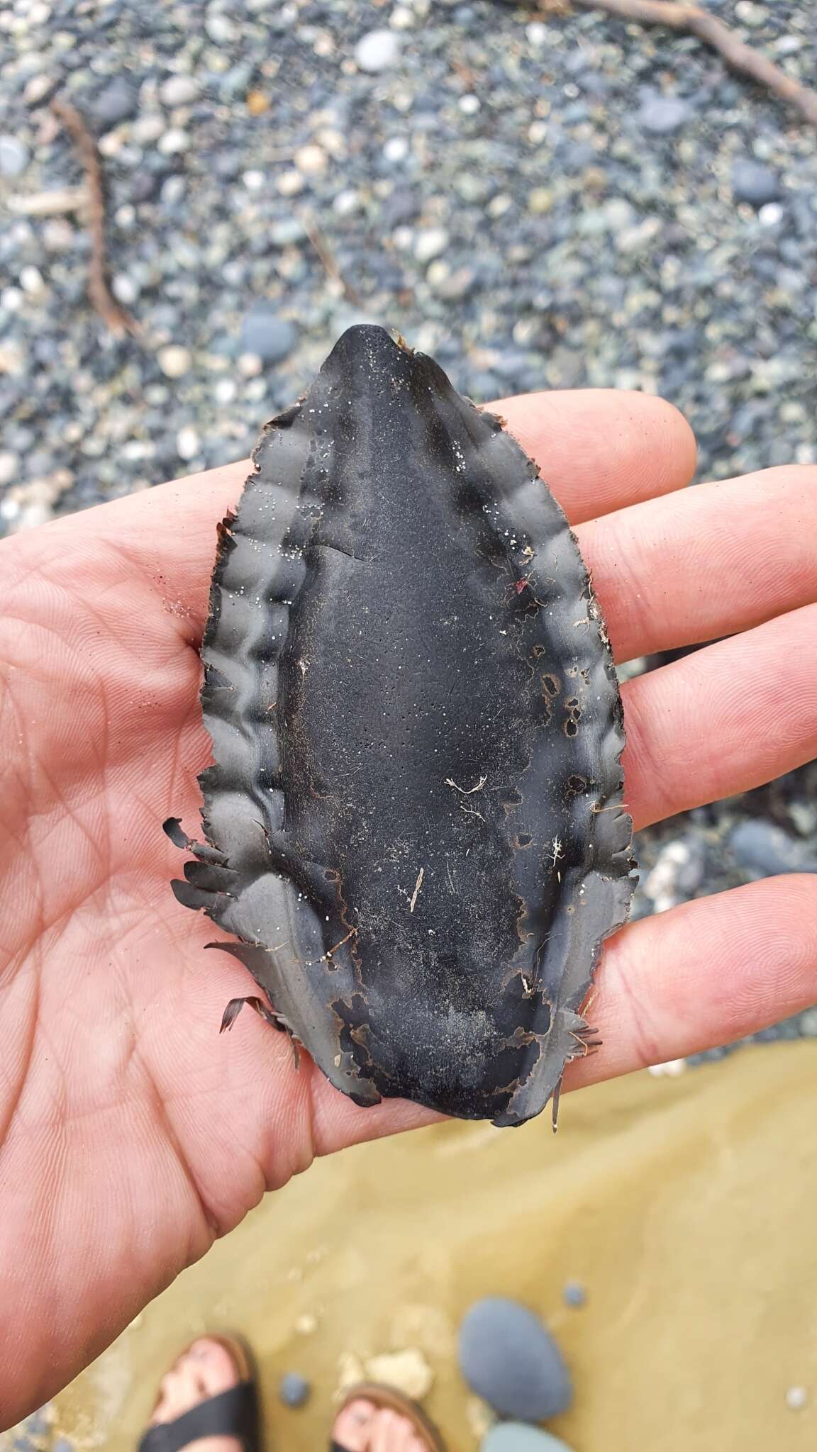 Image of Elephant Fish