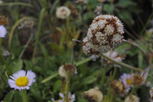 Image of seaside buckwheat