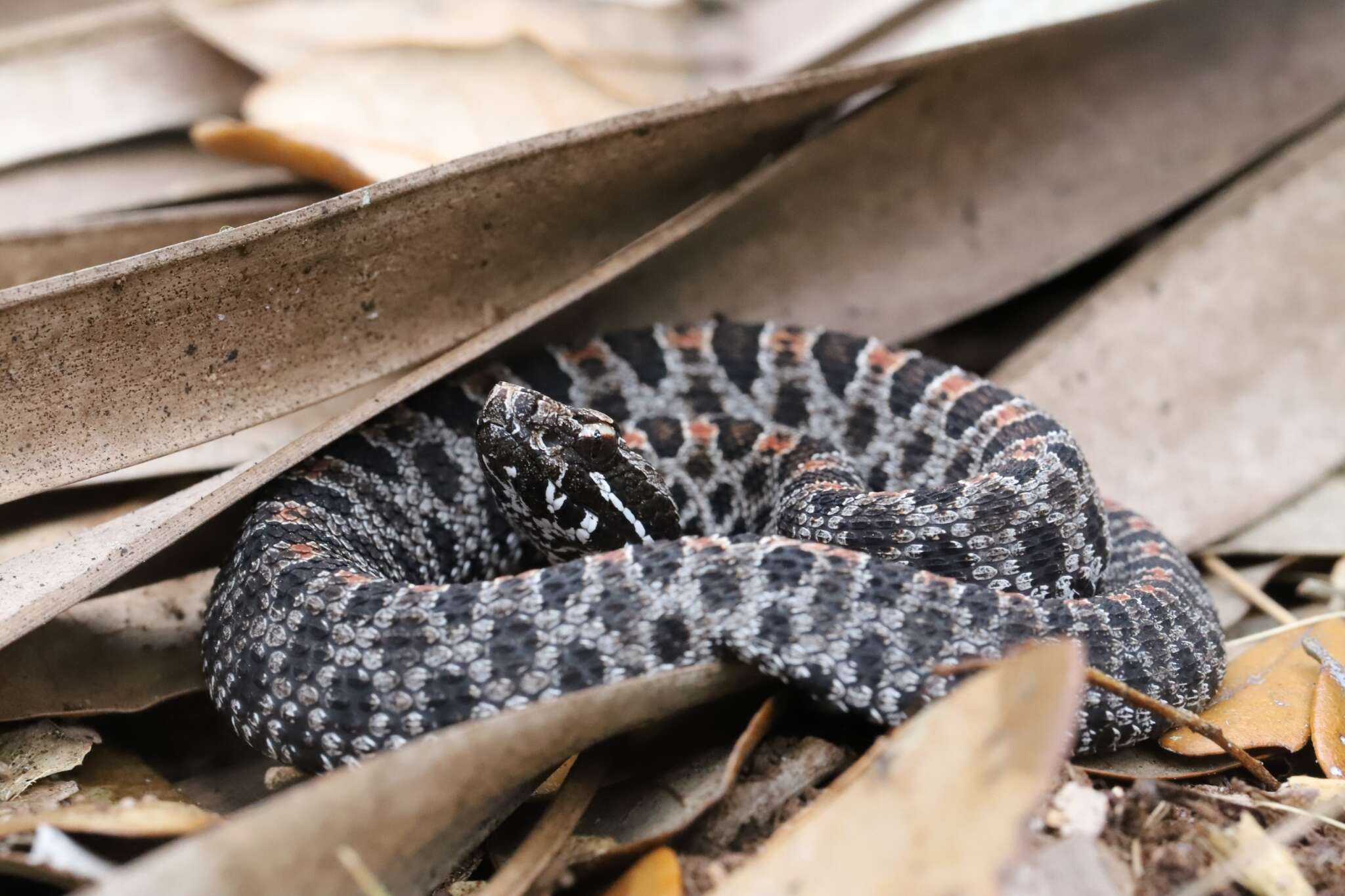 Image of Pygmy Rattlesnake