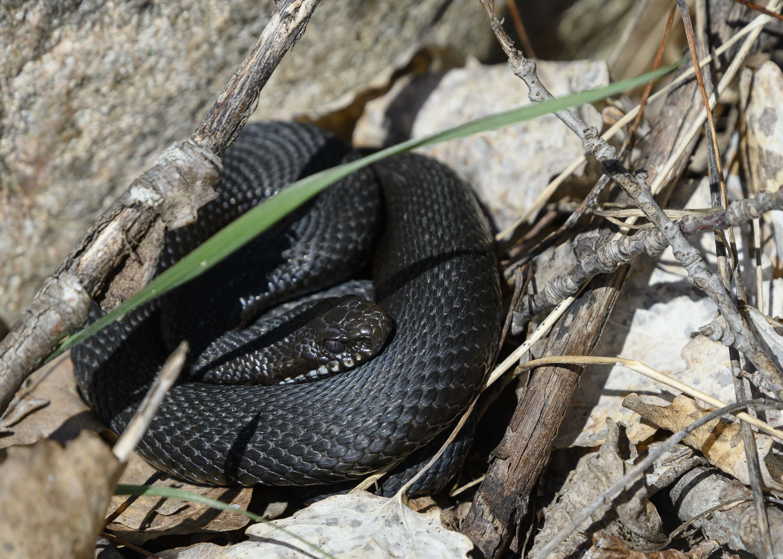 Image of Adder