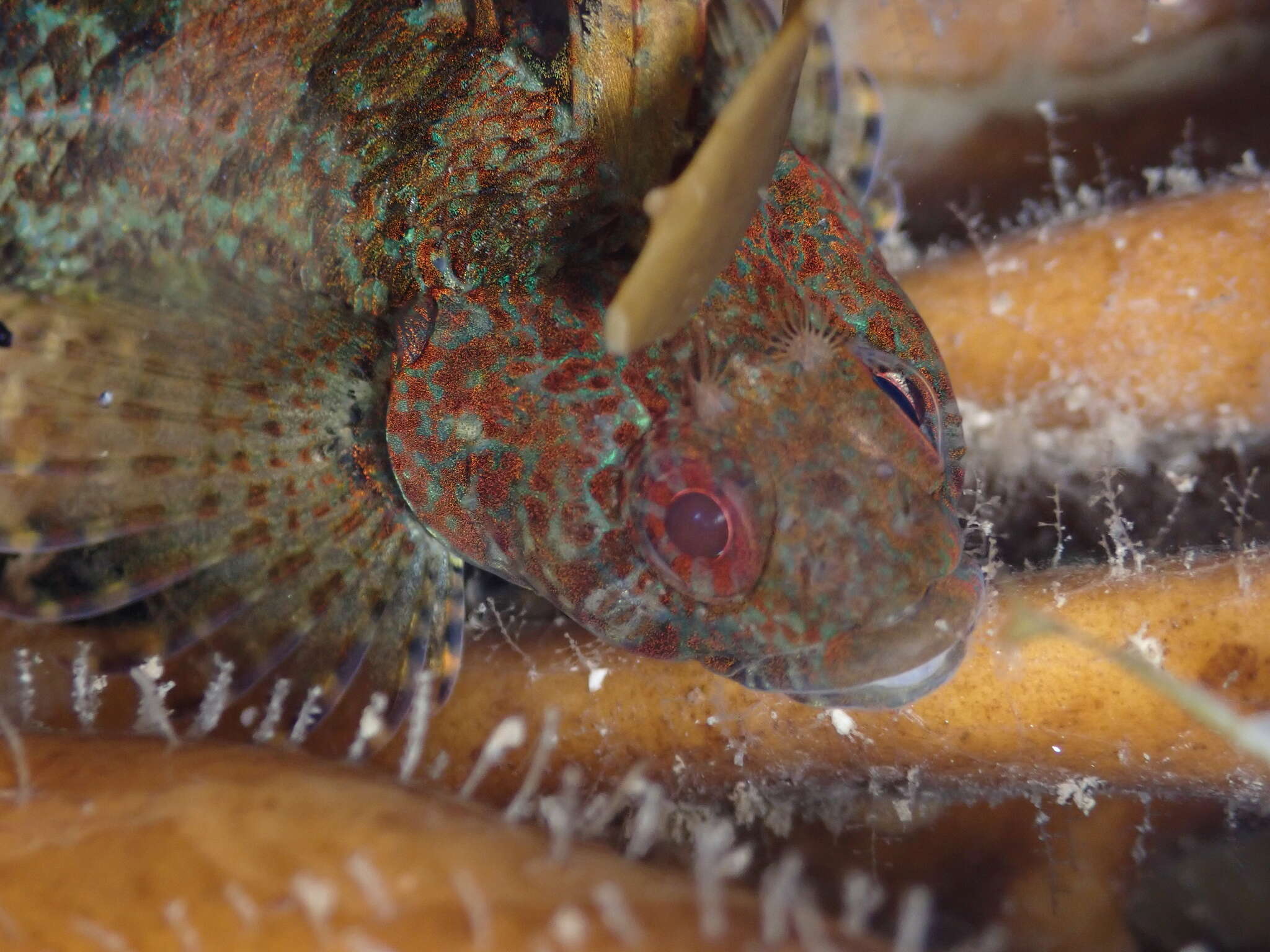 Gilloblennius tripennis (Forster 1801) resmi