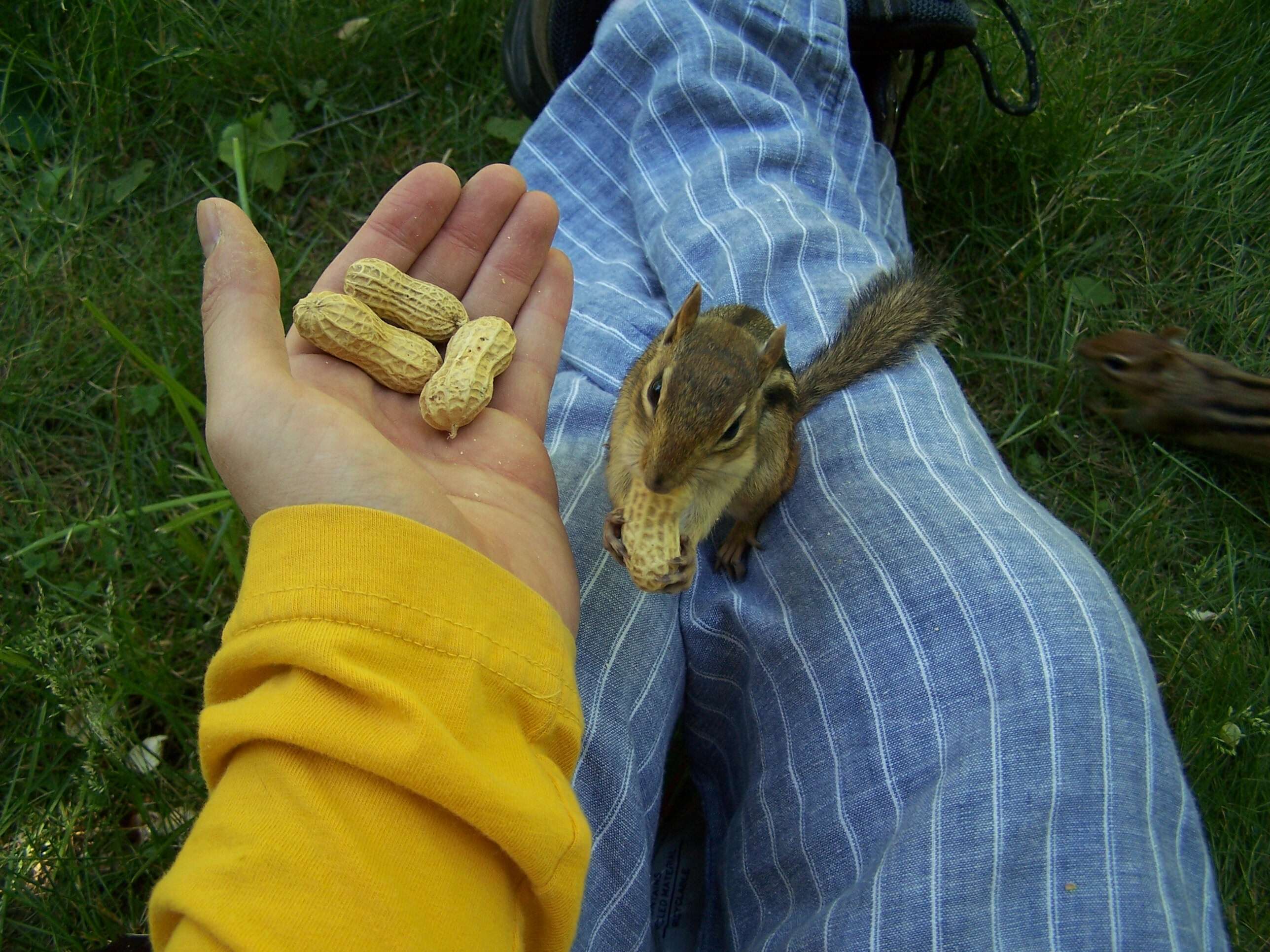 Image of Siberian Chipmunk