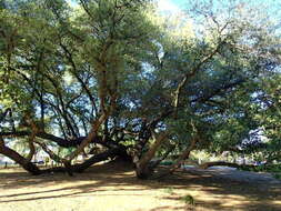 Image of Southern Live Oak