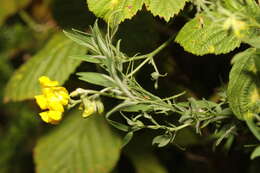 Слика од Lathyrus pratensis L.