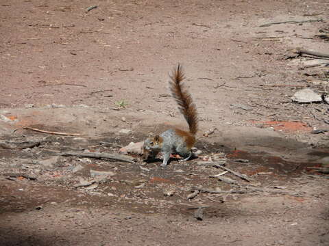 Image of Bushy-tailed Olingo