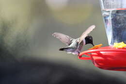 Image of Black-chinned Hummingbird