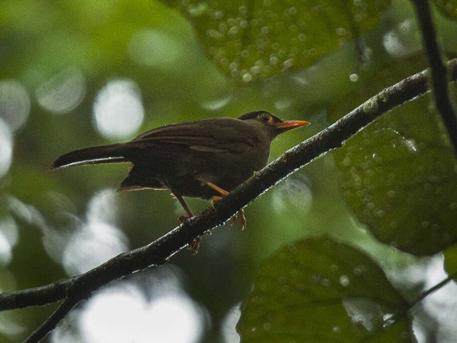 Image of Cataponera Hartert 1896