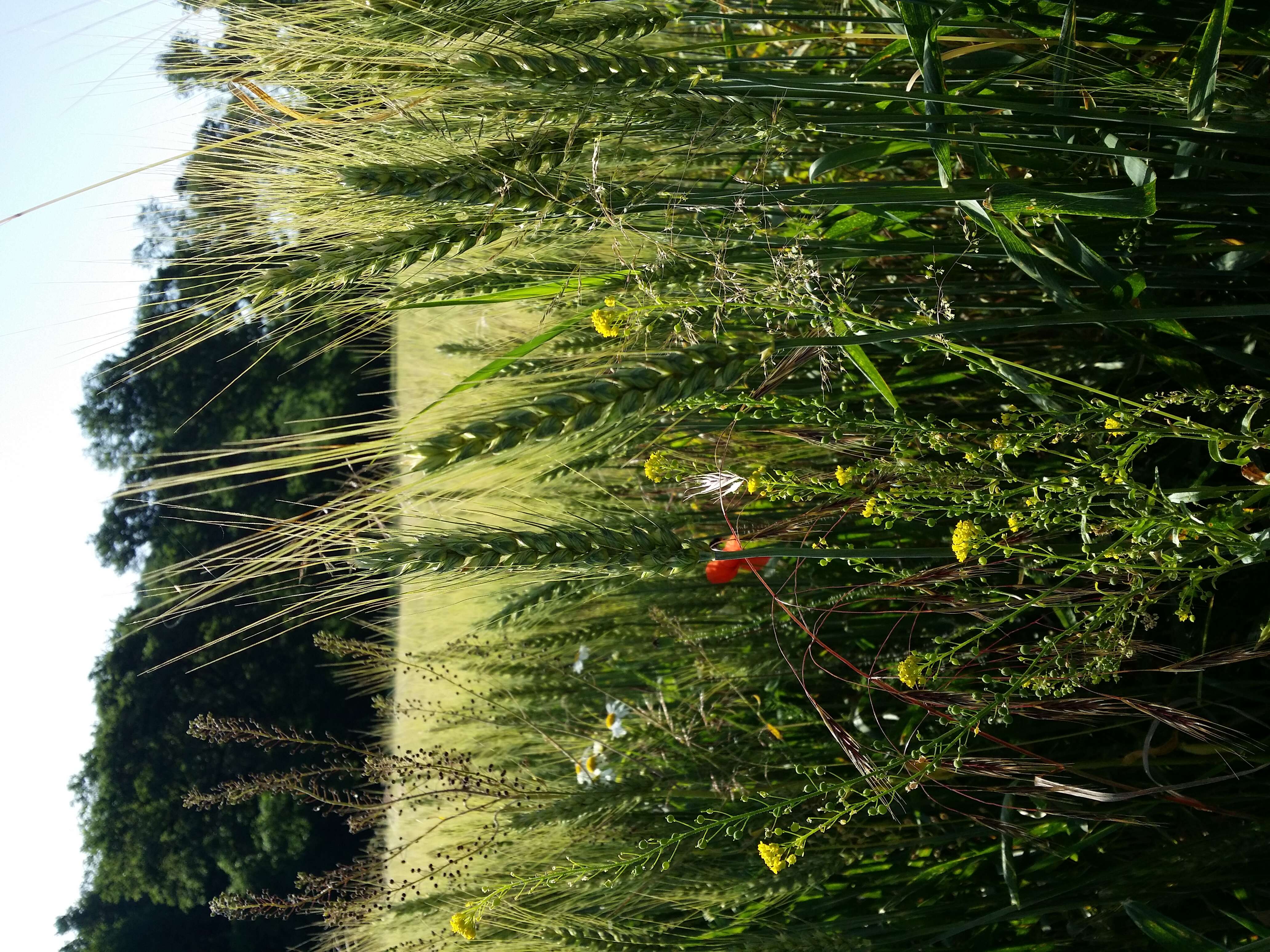 Image of ball mustard