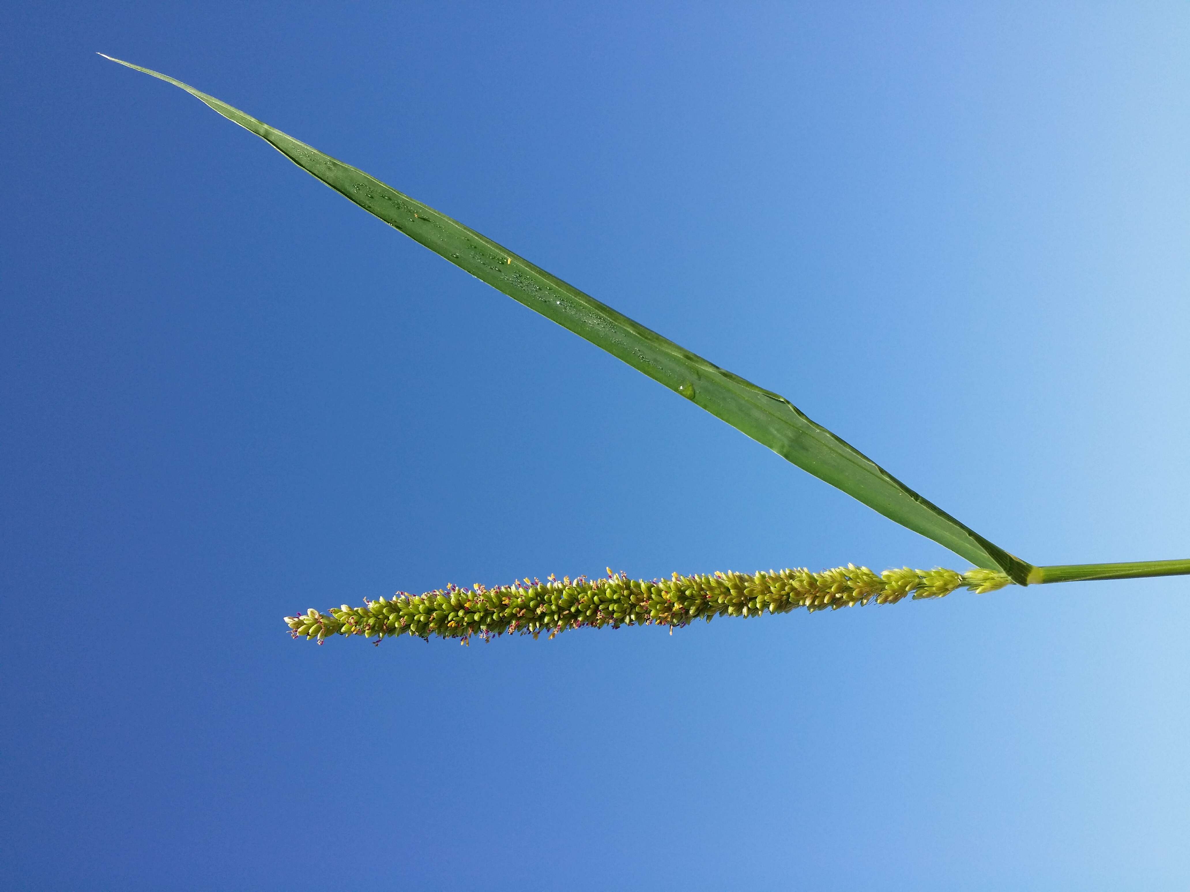 Image de sétaire verticillée