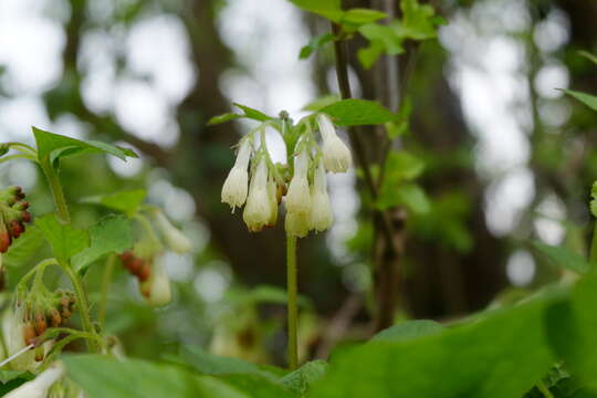 Image of Symphytum grandiflorum DC.