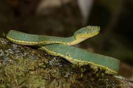 Imagem de Bothrops bilineatus (Wied-Neuwied 1821)