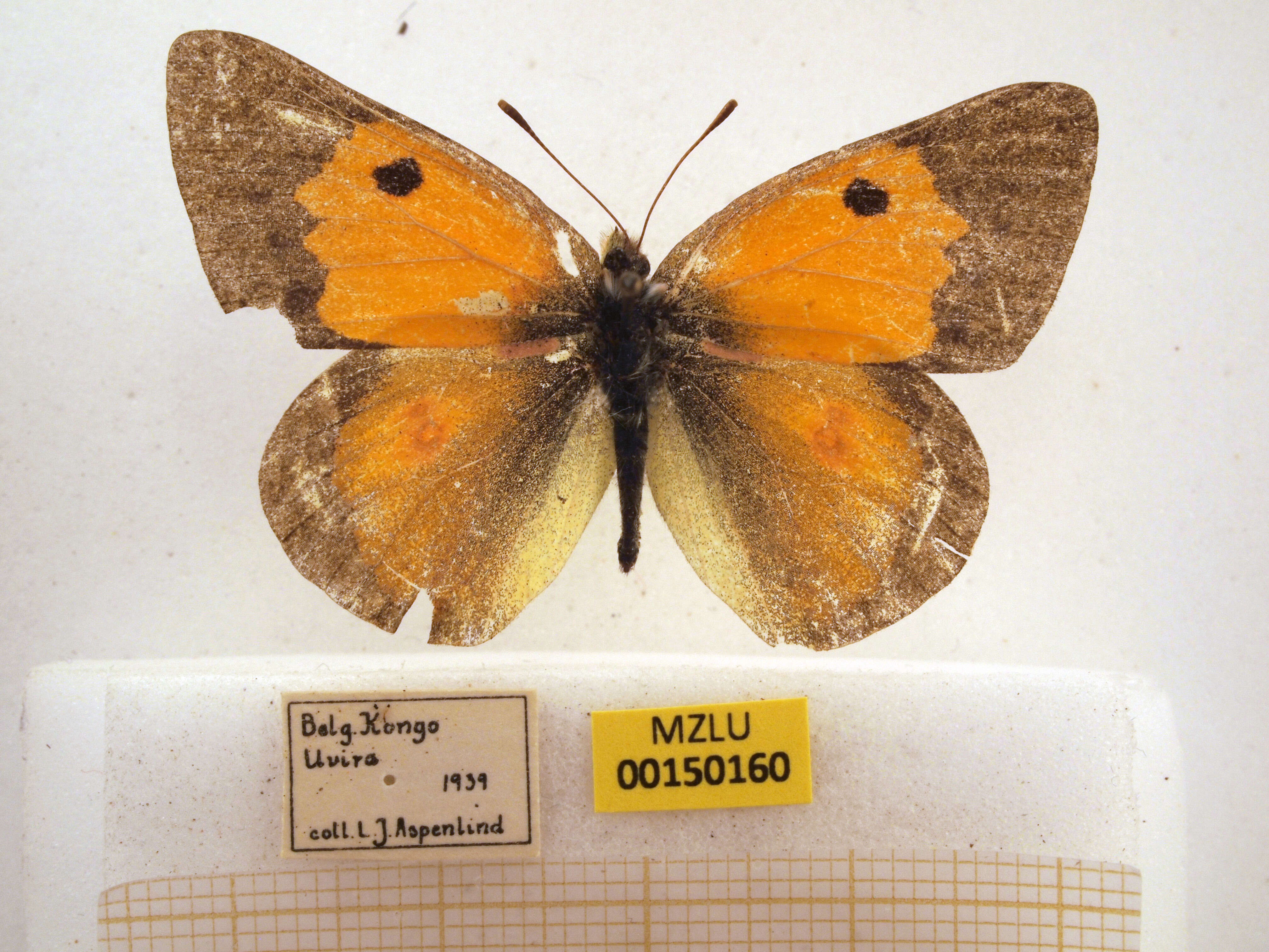 Image of Colias electo (Linnaeus 1763)