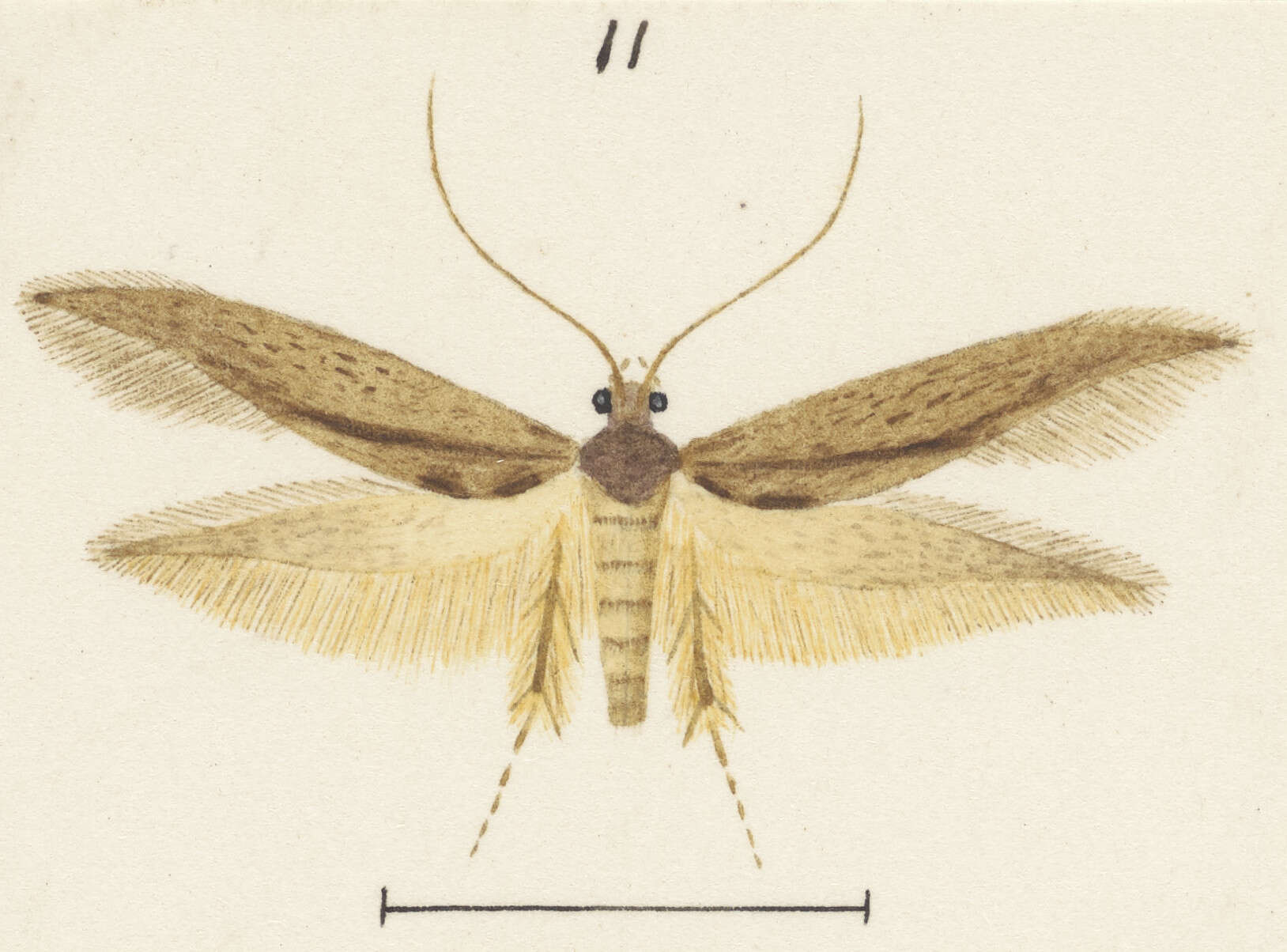 Imagem de Opogona omoscopa (Meyrick 1893)