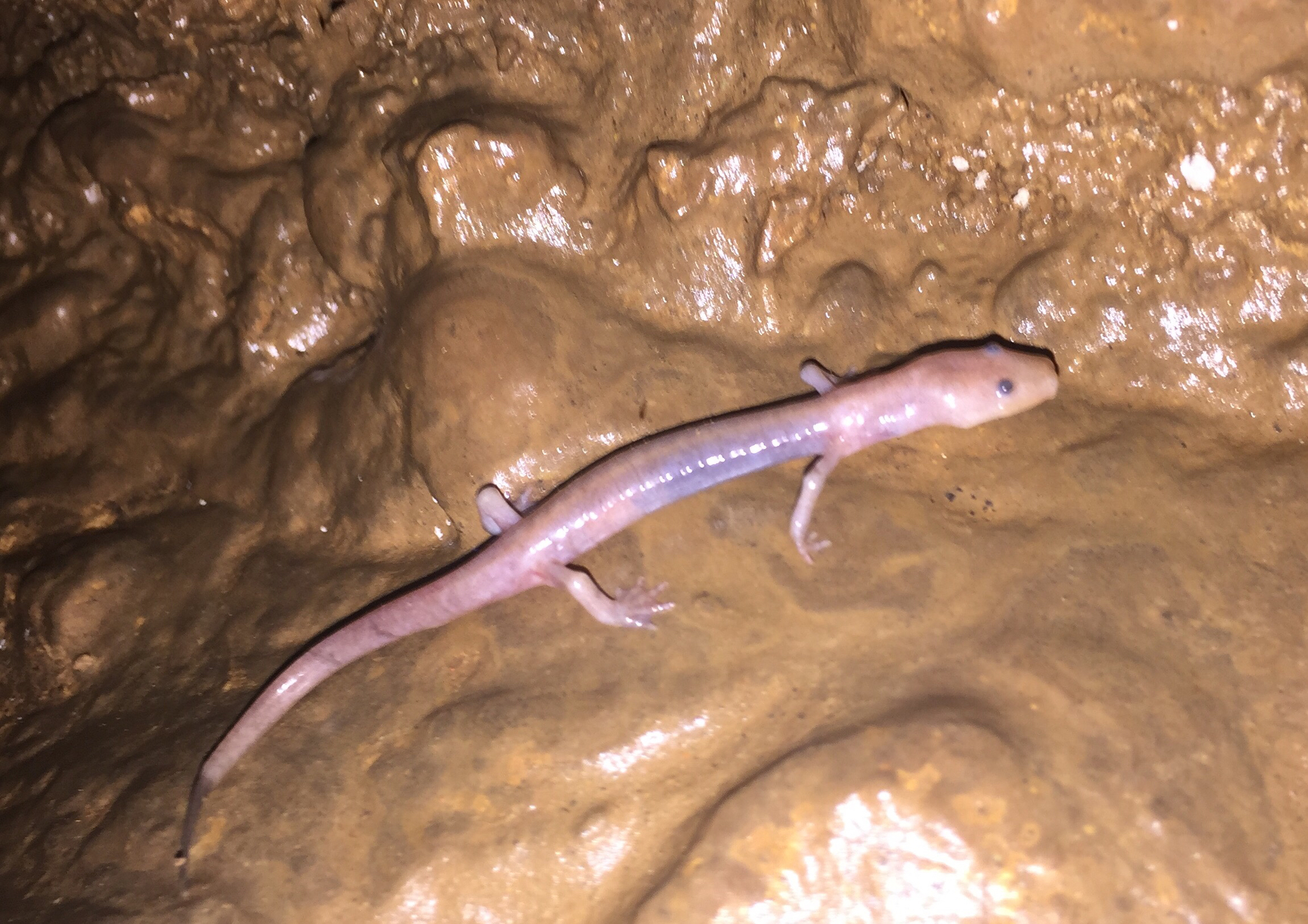 Image of Grotto Salamander