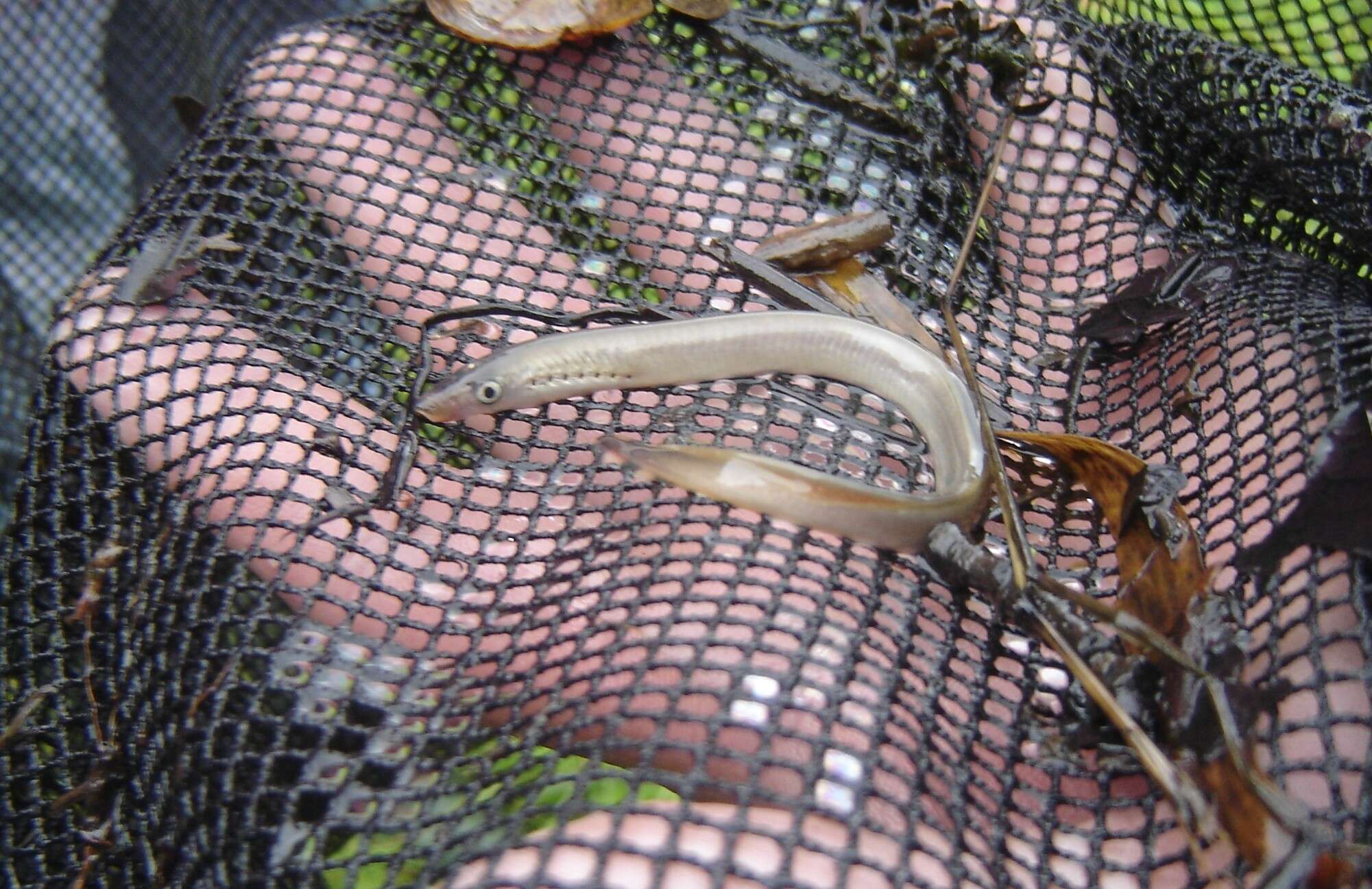 Image of river lamprey, lampern