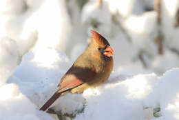 Image of Cardinalis Bonaparte 1838