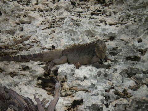 Image of Cayman Islands Ground Iguana