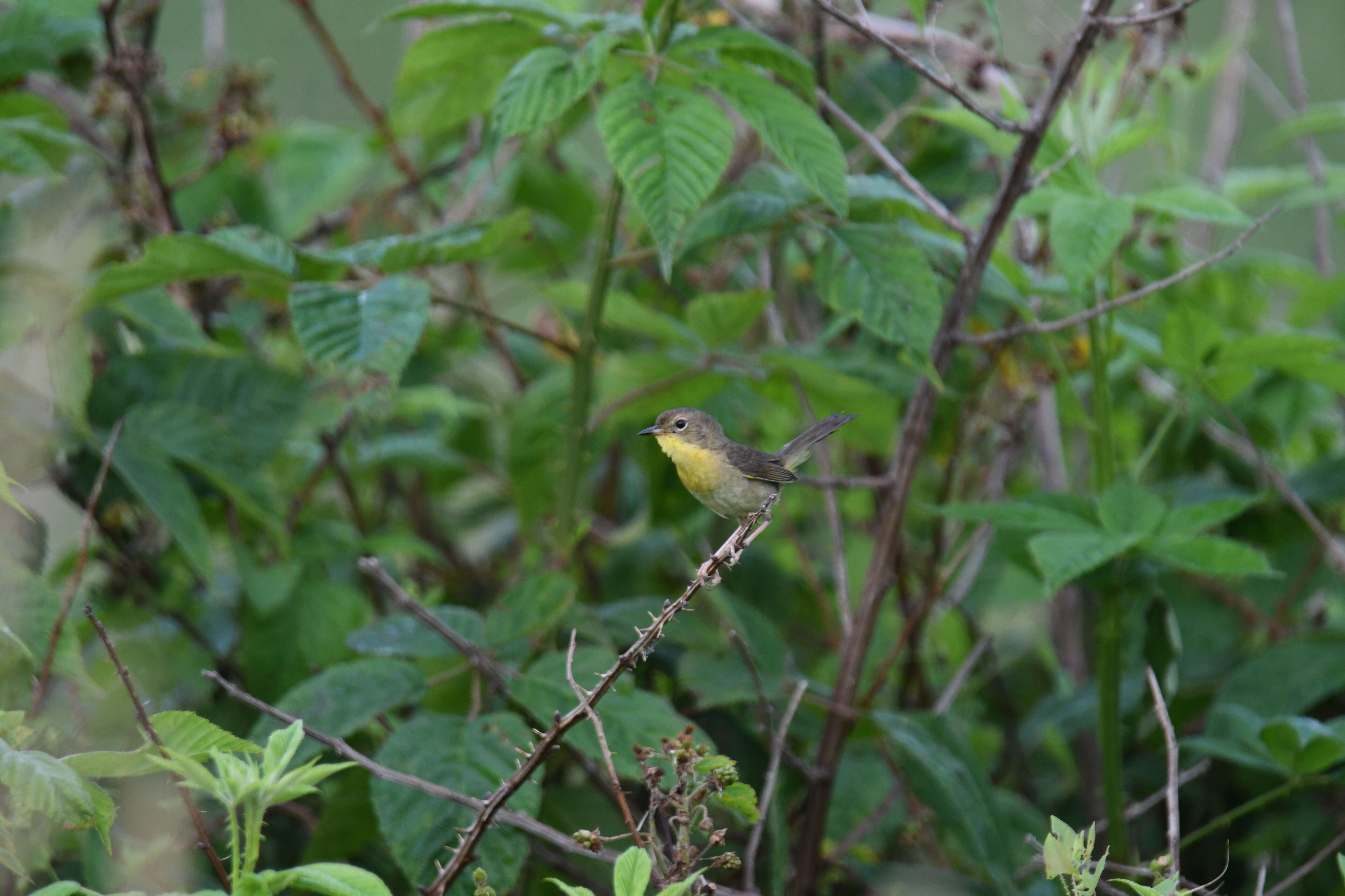 Geothlypis trichas (Linnaeus 1766) resmi