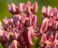 Image of prairie milkweed