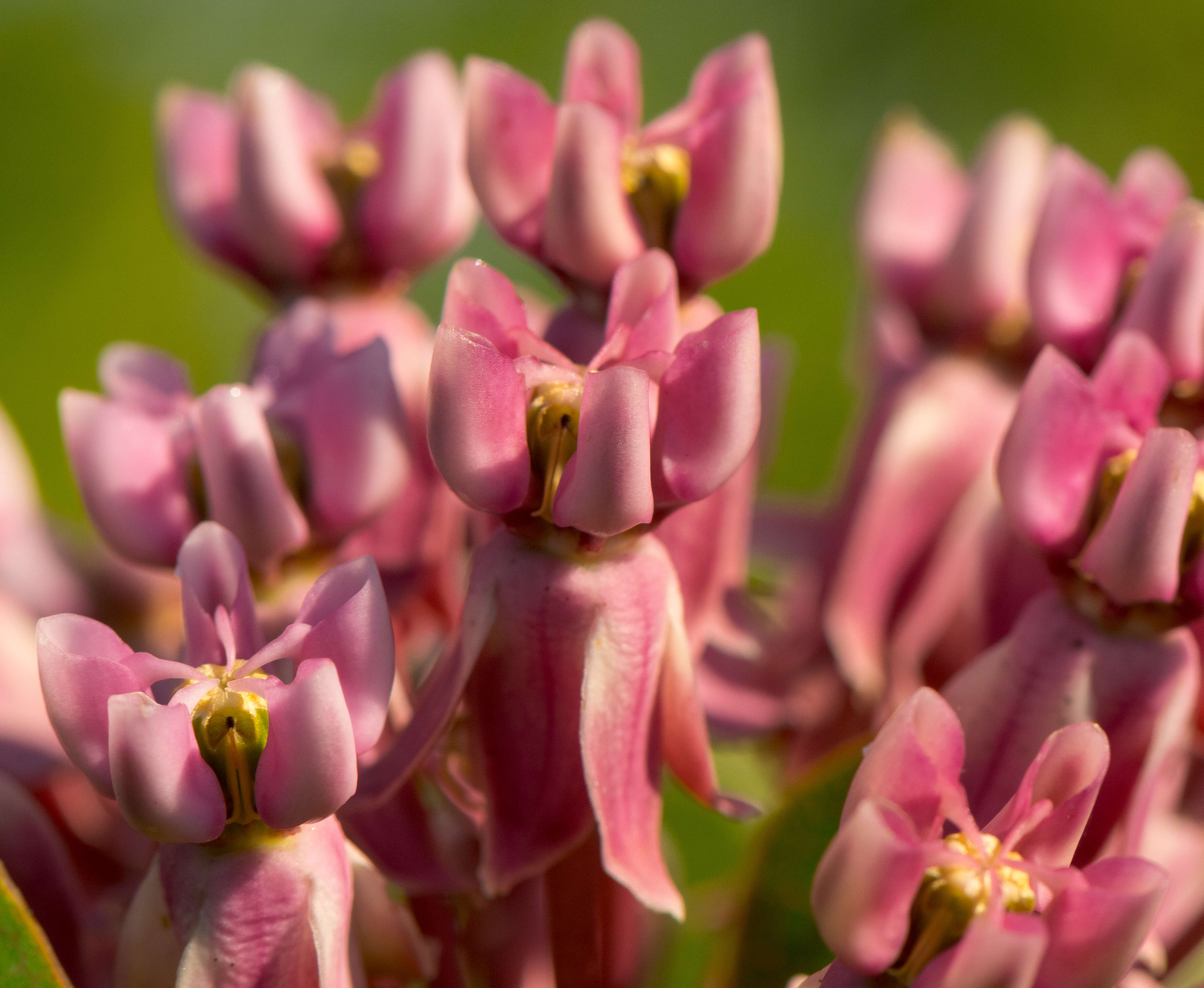 Image of prairie milkweed