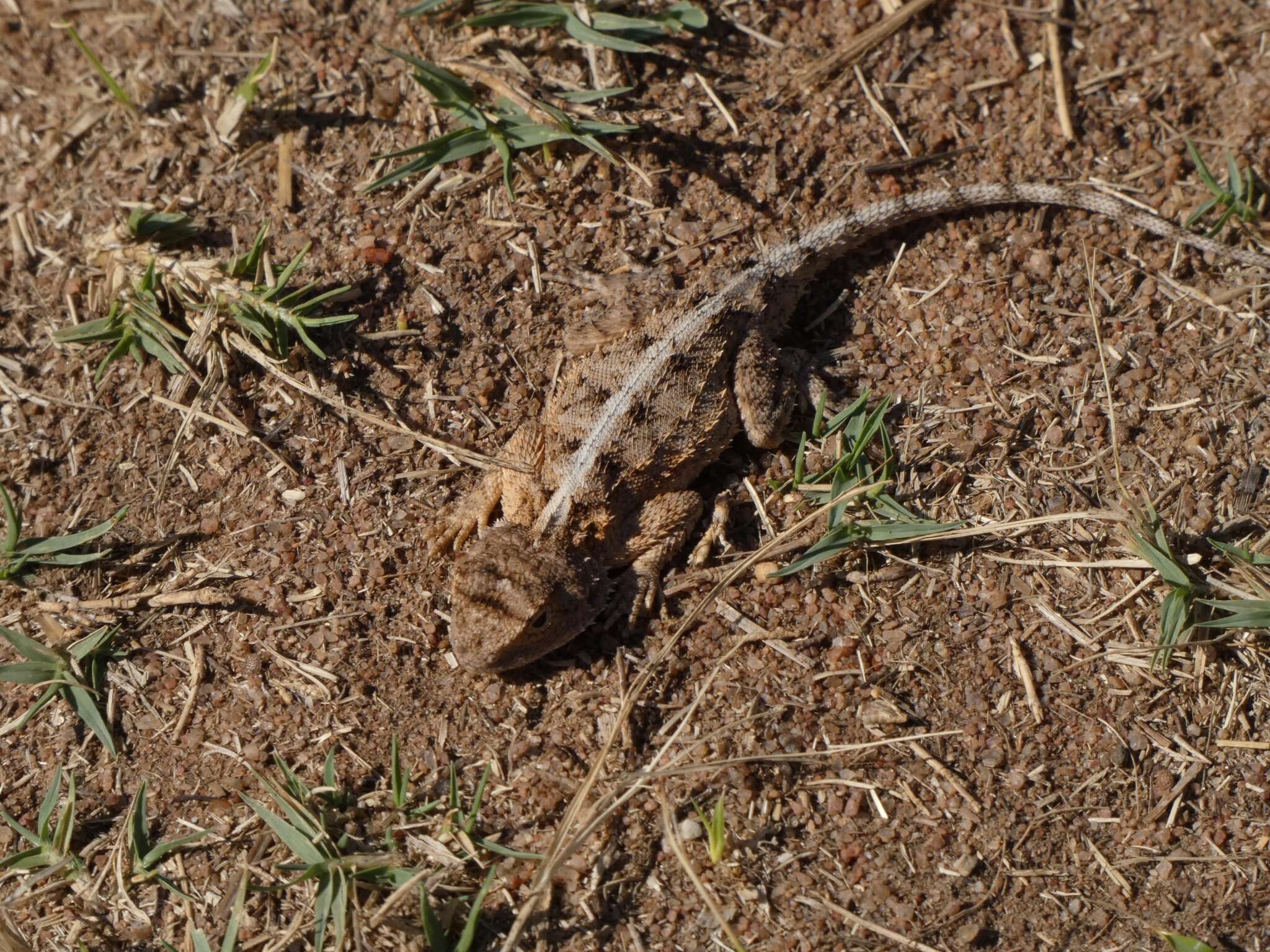 Image of Peters' ground agama