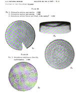 Image of Bacillariophyceae