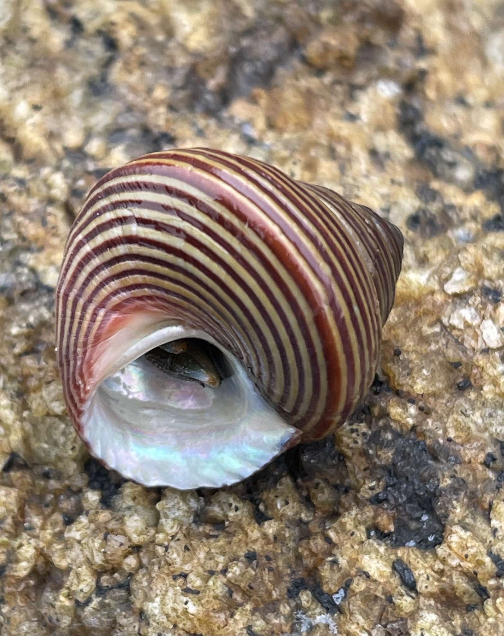 Image de Calliostoma ligatum (Gould 1849)