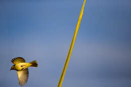 Image of White-plumed Honeyeater