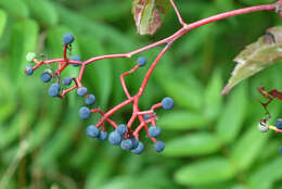 Image de vigne vierge commune