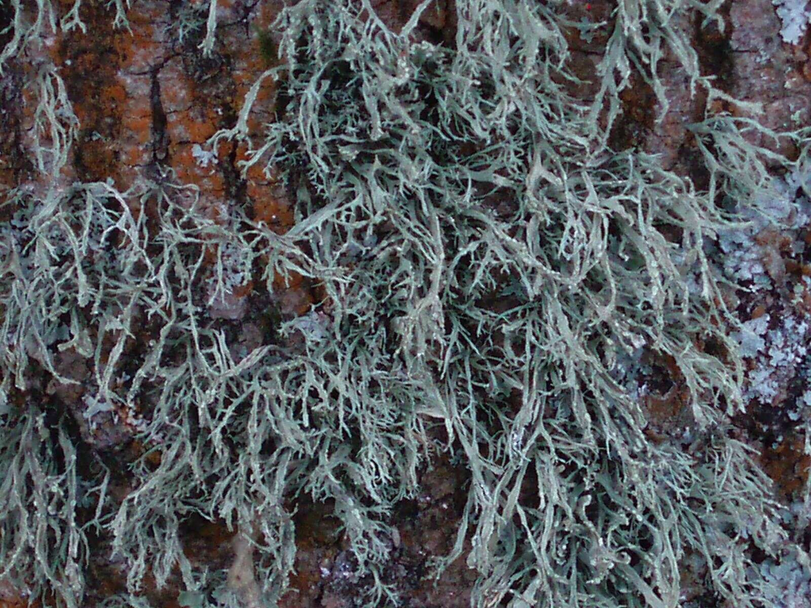 Image of farinose cartilage lichen