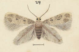 Image of Stigmella fulva (Watt 1921) Dugdale 1988