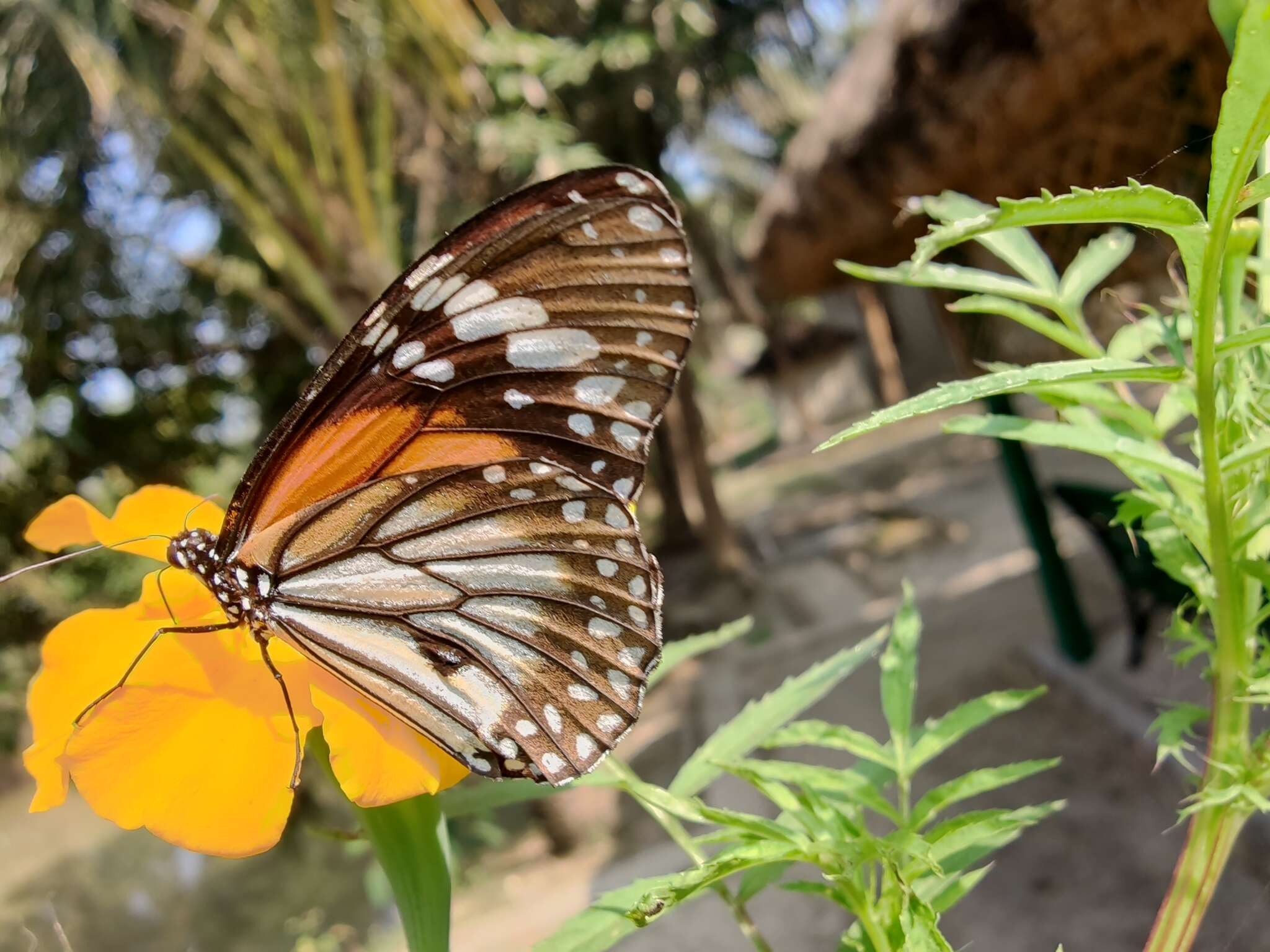 Image de Danaus (Anosia) melanippus Cramer 1777