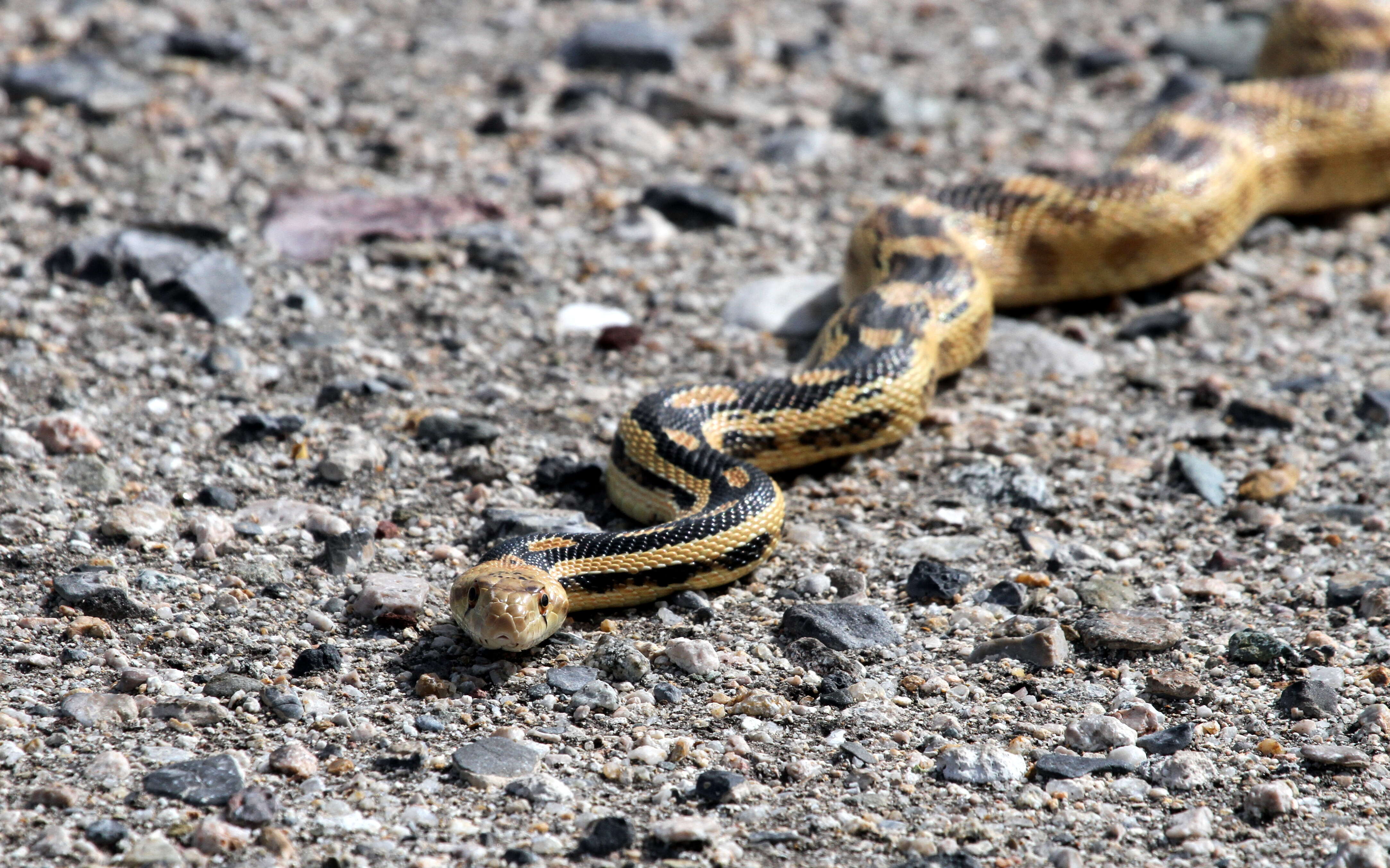 Pituophis catenifer deserticola Stejneger 1893的圖片