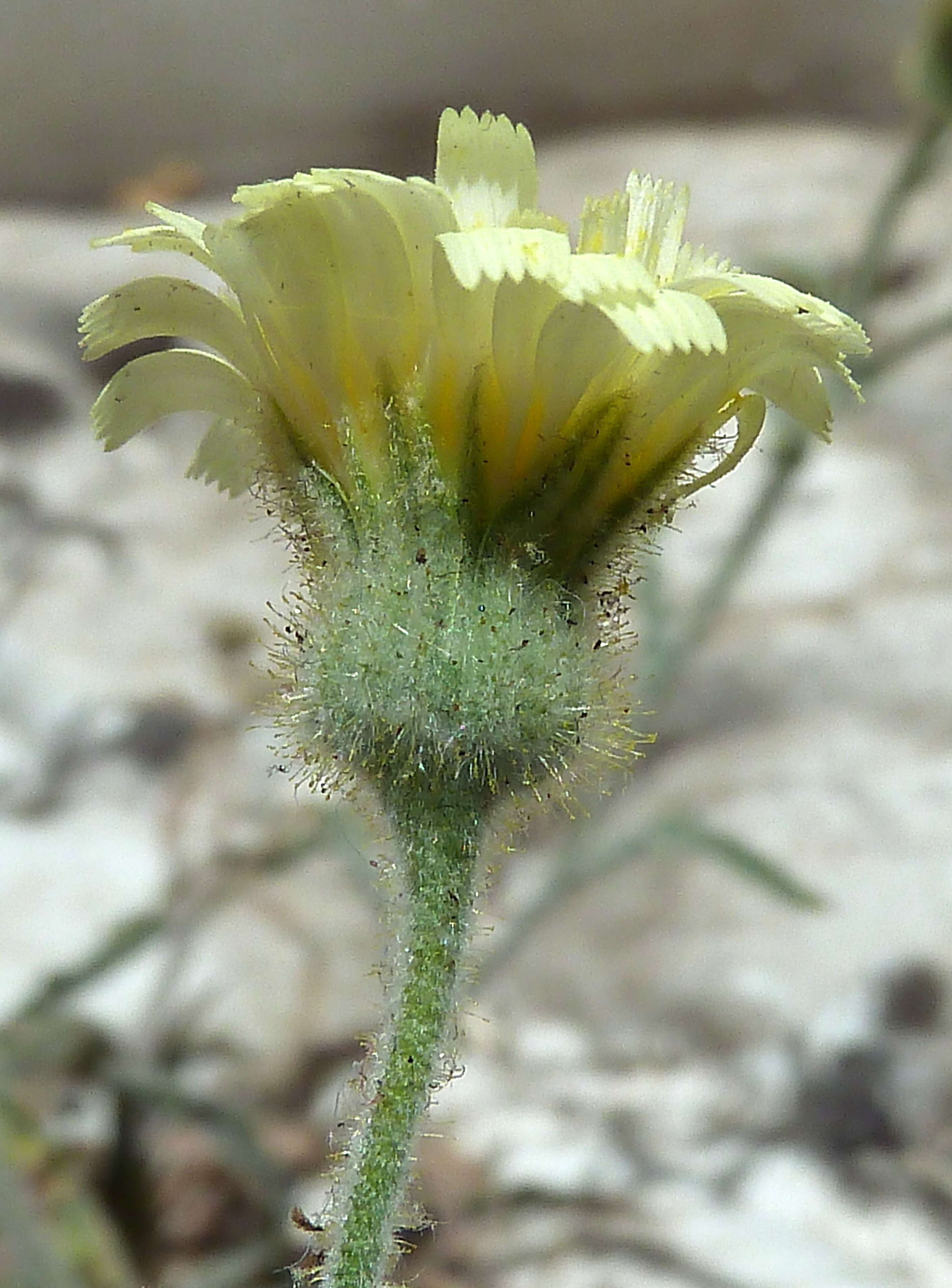 Image of Andryala integrifolia L.