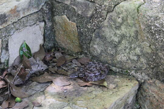 Image of Central American Boa