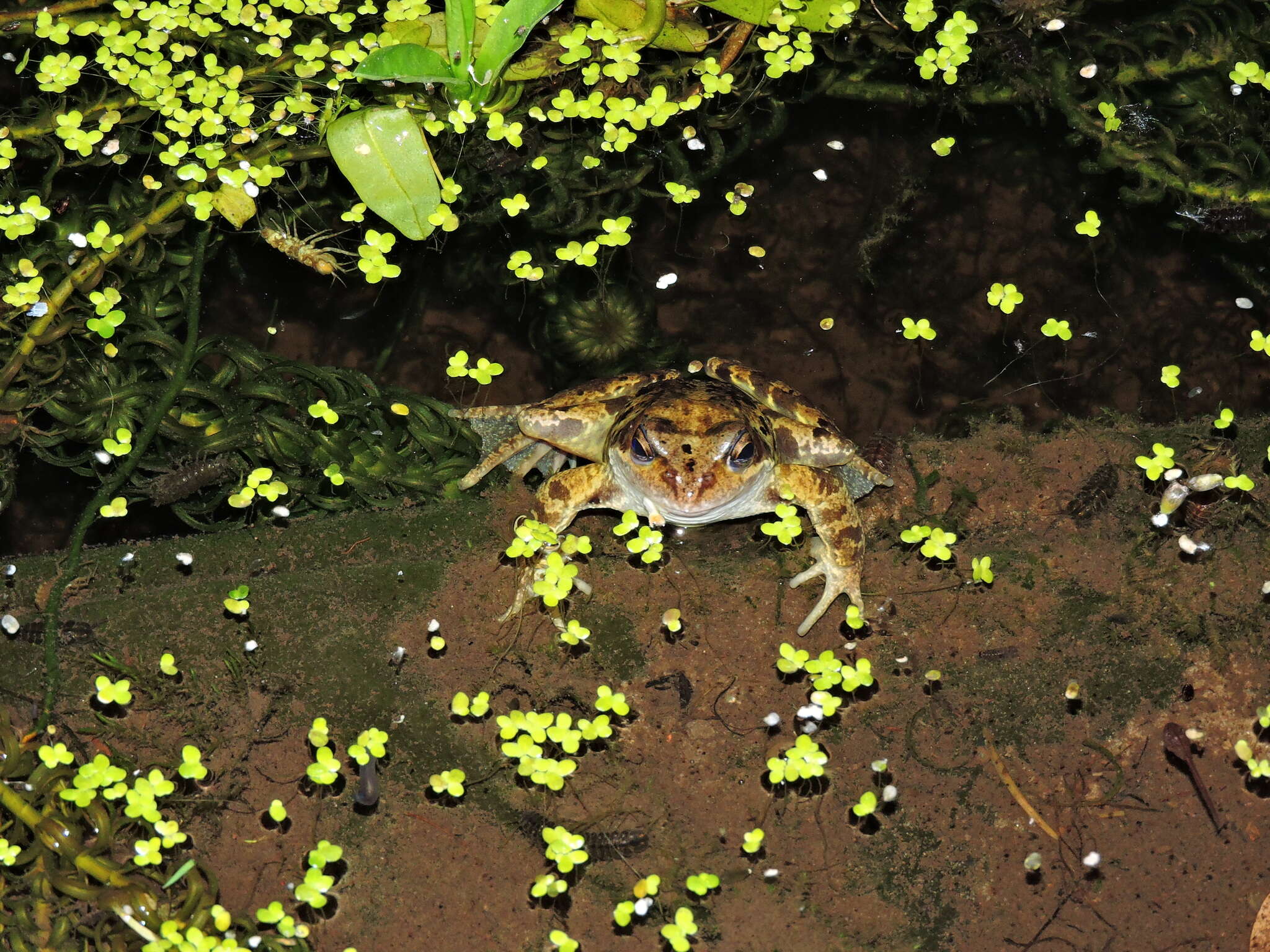 Image of Asellus aquaticus