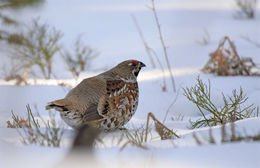 Image of <i>Bonasa bonasia</i>